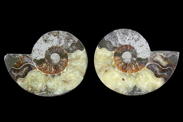 Bargain, Cut & Polished Ammonite Fossil - Agatized #73968